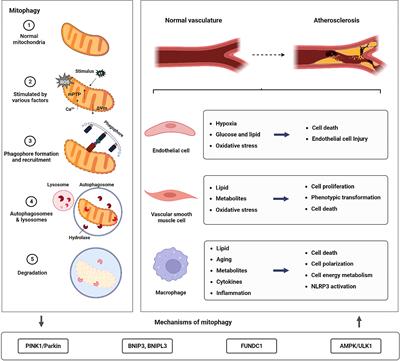 Mitophagy in atherosclerosis: from mechanism to therapy - Frontiers